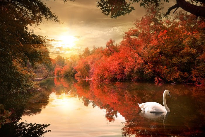 Autumn swan