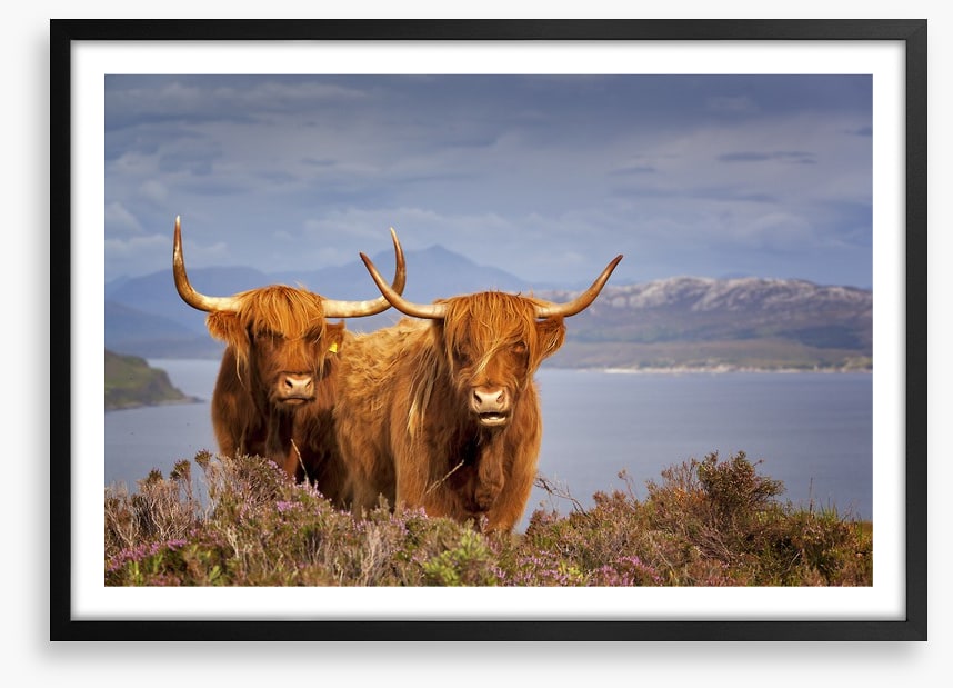 Highland cattle