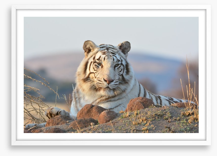 White tiger in the wild