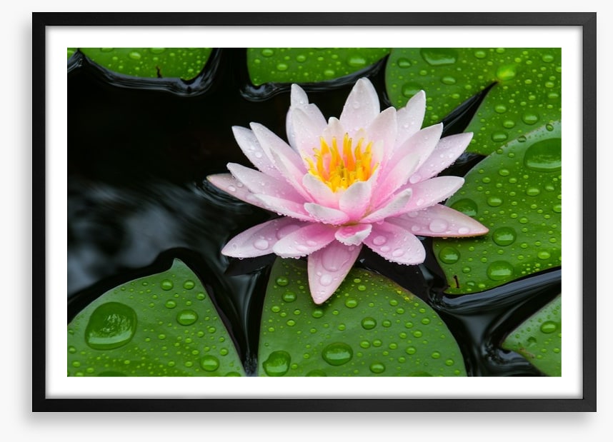 Floating lotus