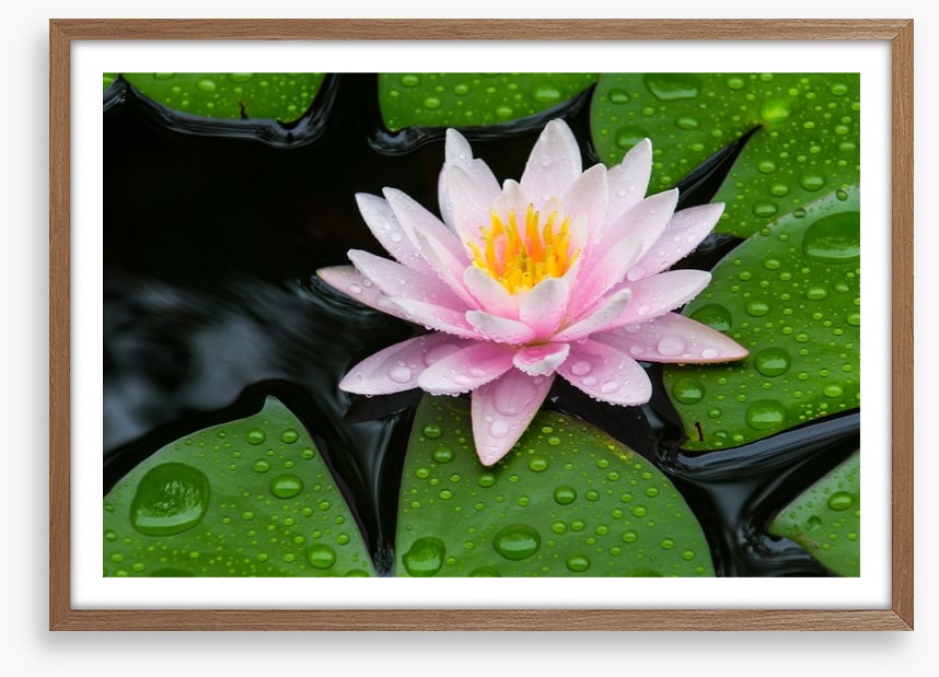 Floating lotus
