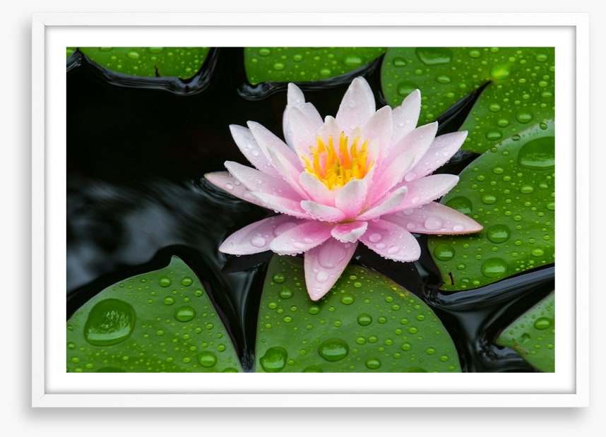 Floating lotus