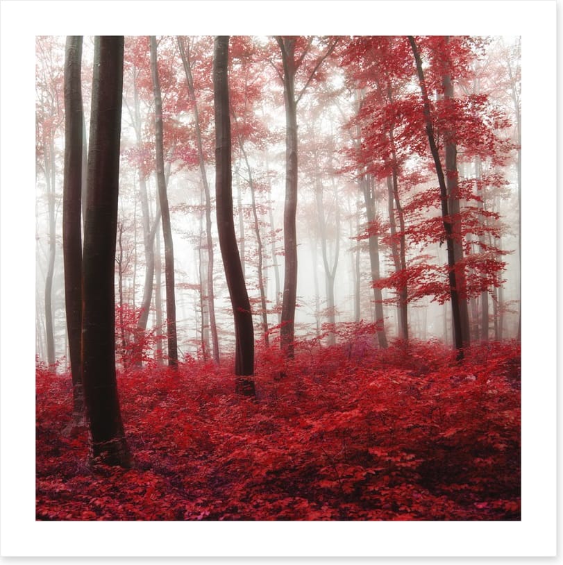 Glowing Autumn forest