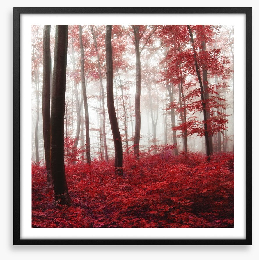 Glowing Autumn forest