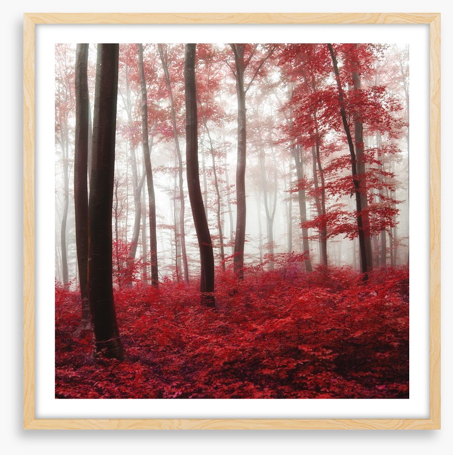 Glowing Autumn forest