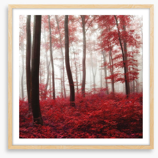 Glowing Autumn forest