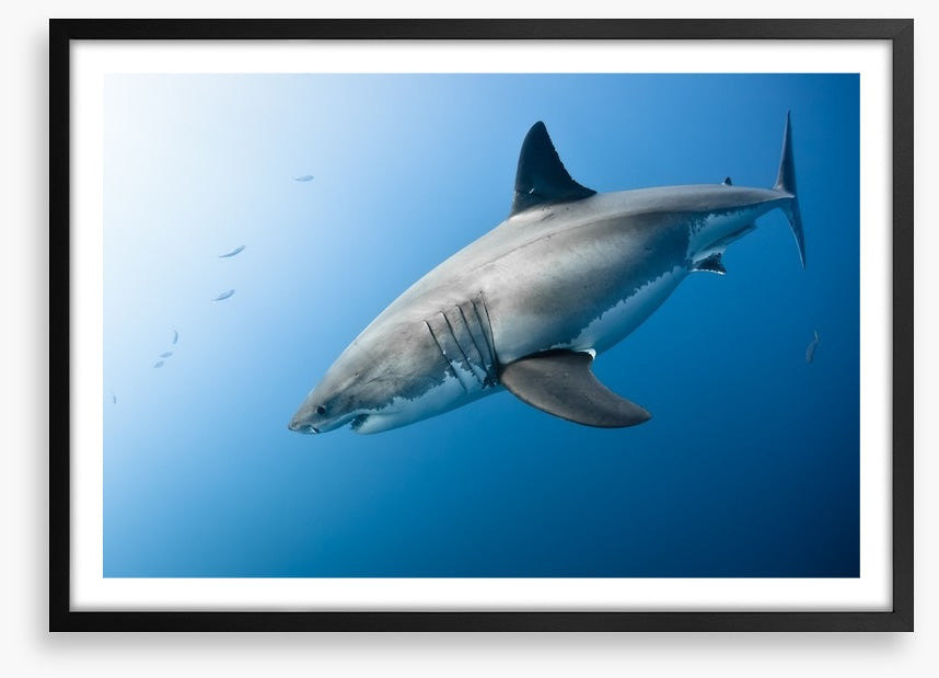 Great White plunge