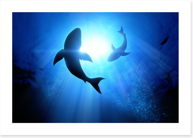 Circling Great Whites