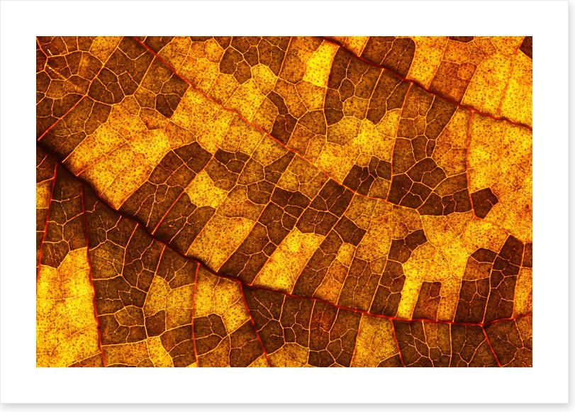 Skeleton leaf gold