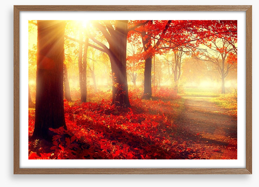 Autumn park sunlight