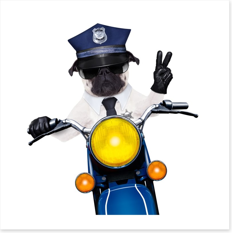 Police dog