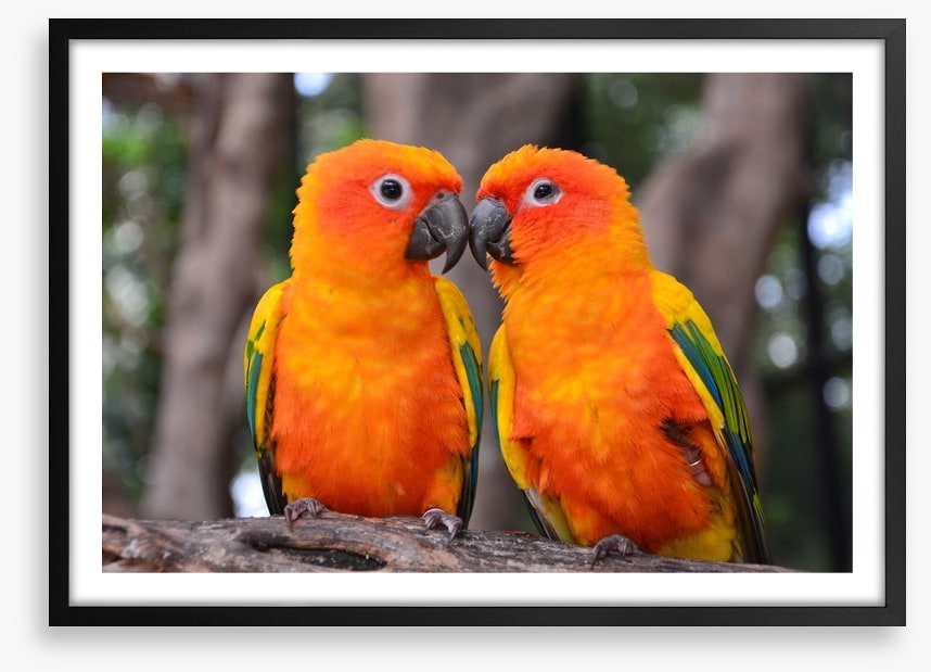 Sun parakeet kiss