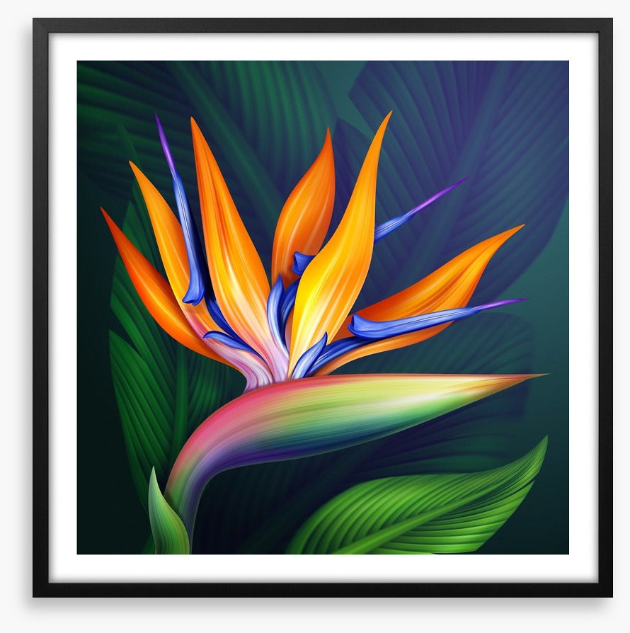 Bird of paradise