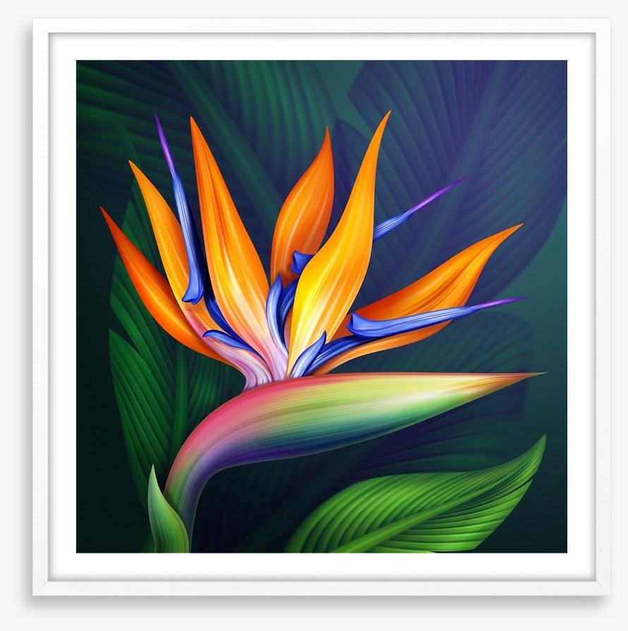 Bird of paradise