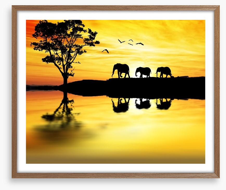 Elephant safari