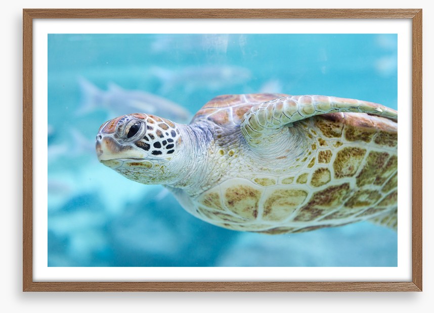 Sea turtle side eye