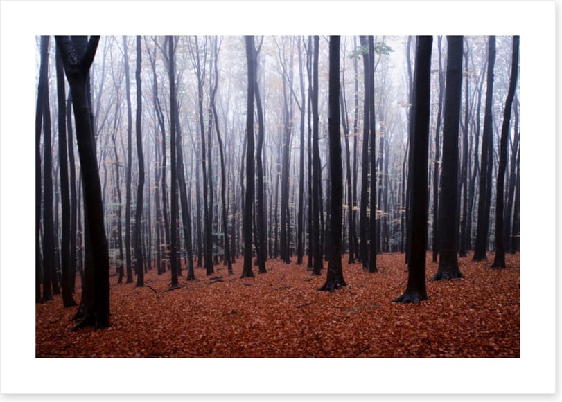 Forests