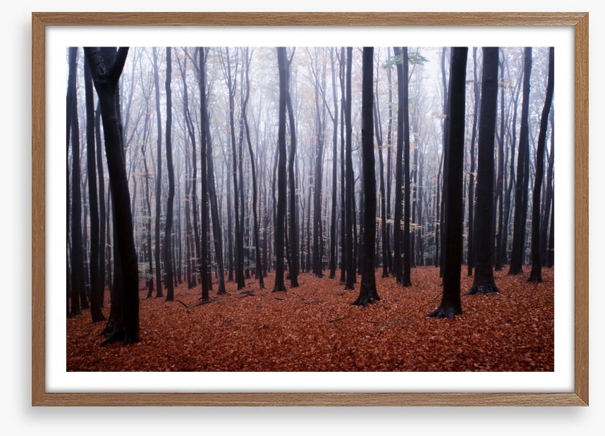 Forests