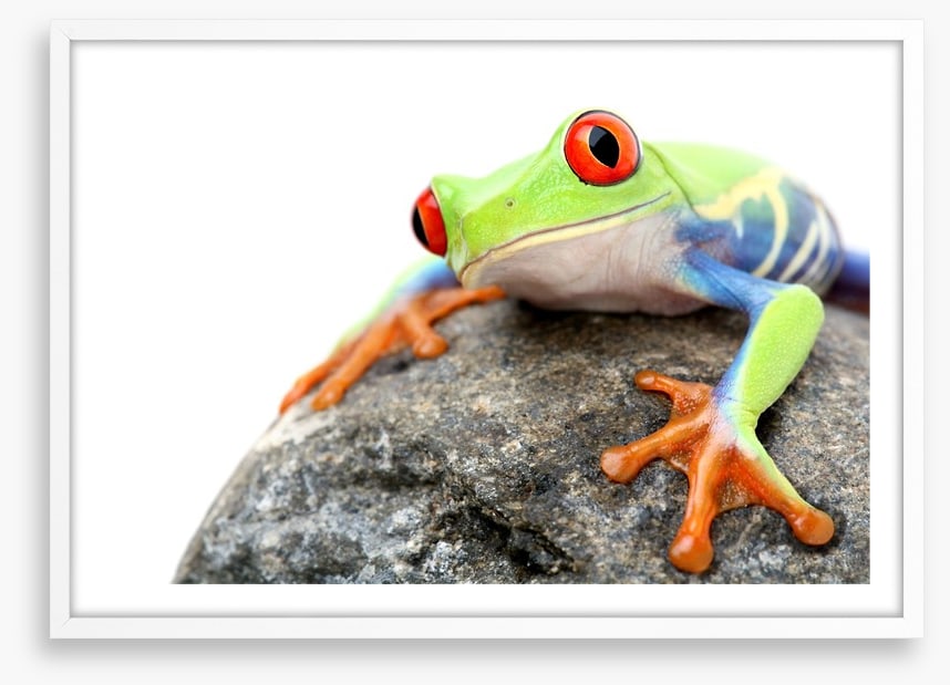 Frog on a rock