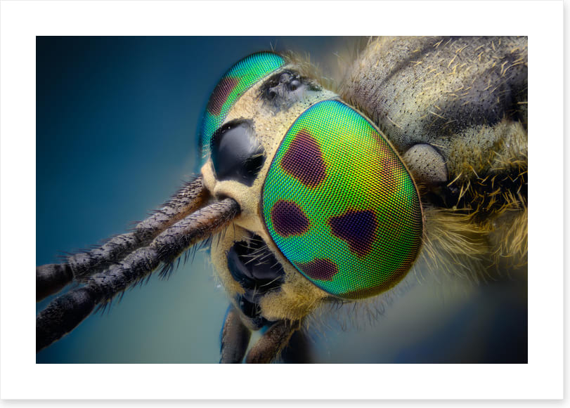 Insects