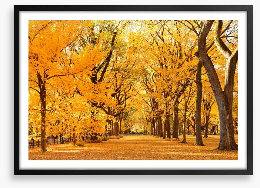 Fall in Central Park
