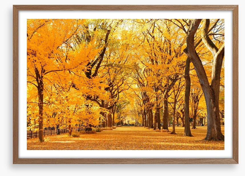 Fall in Central Park