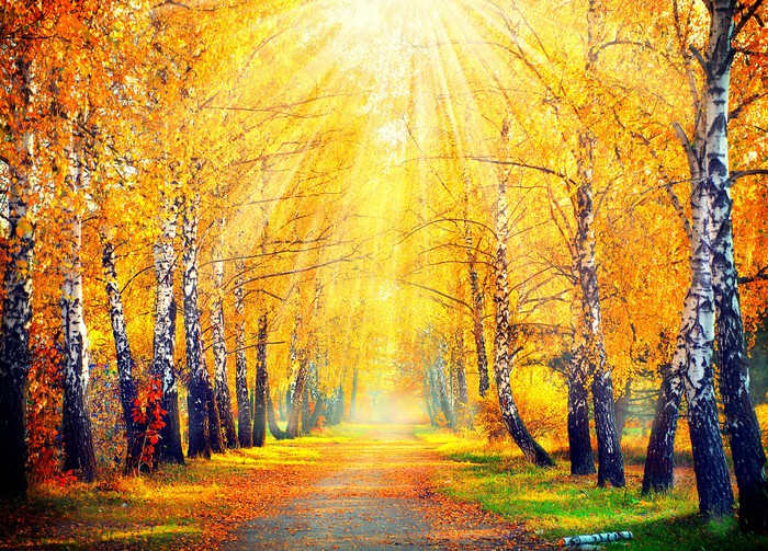 Golden sunbeam path