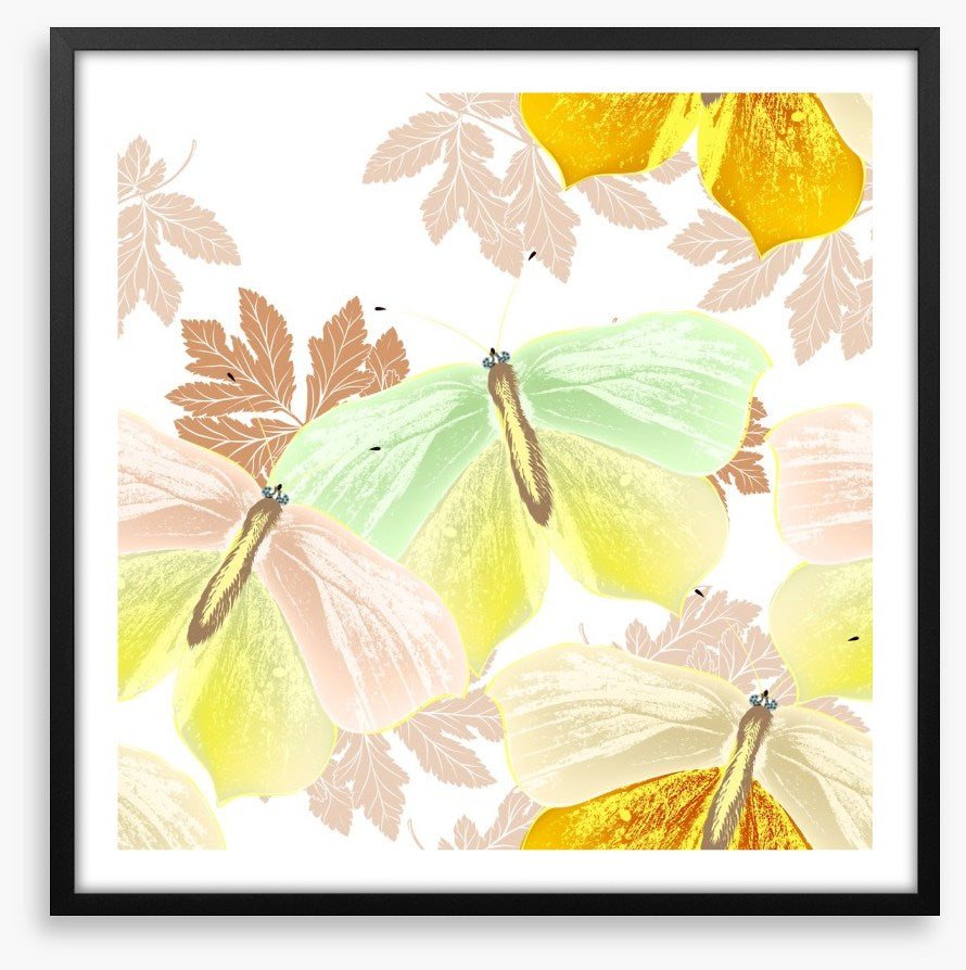 Butterflies