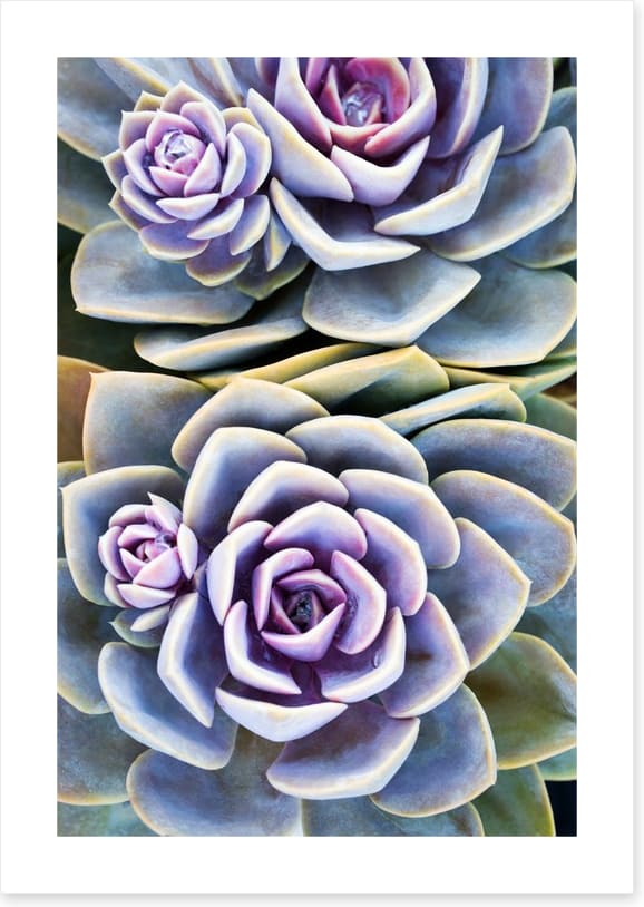 Purple tinged succulent