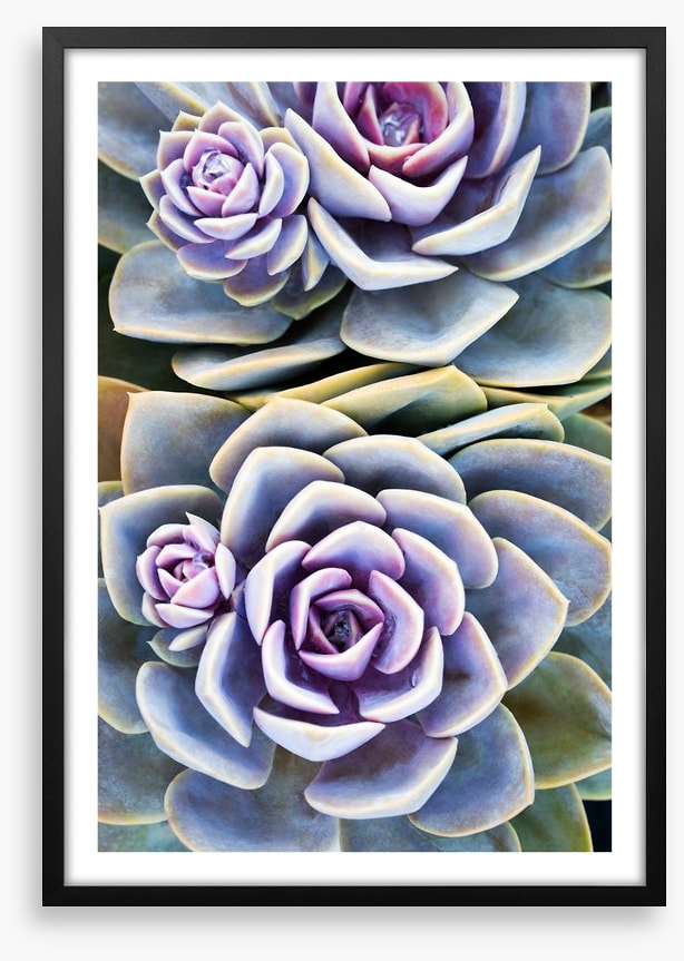 Purple tinged succulent