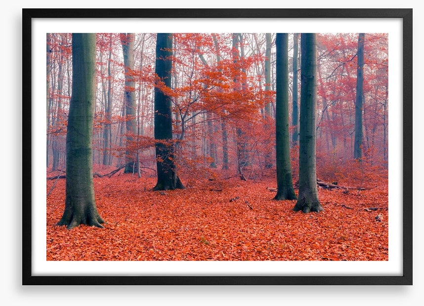 Misty Autumn forest