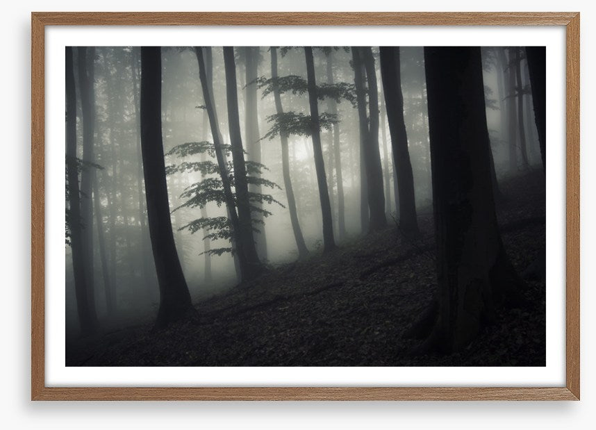 Forests