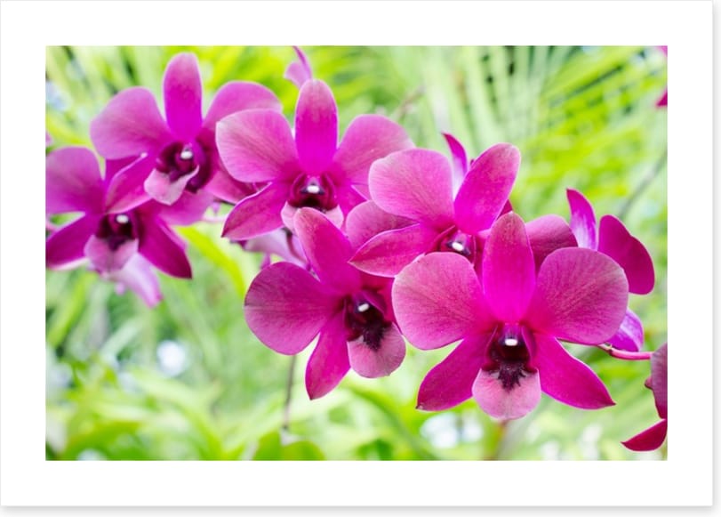 Vibrant orchids