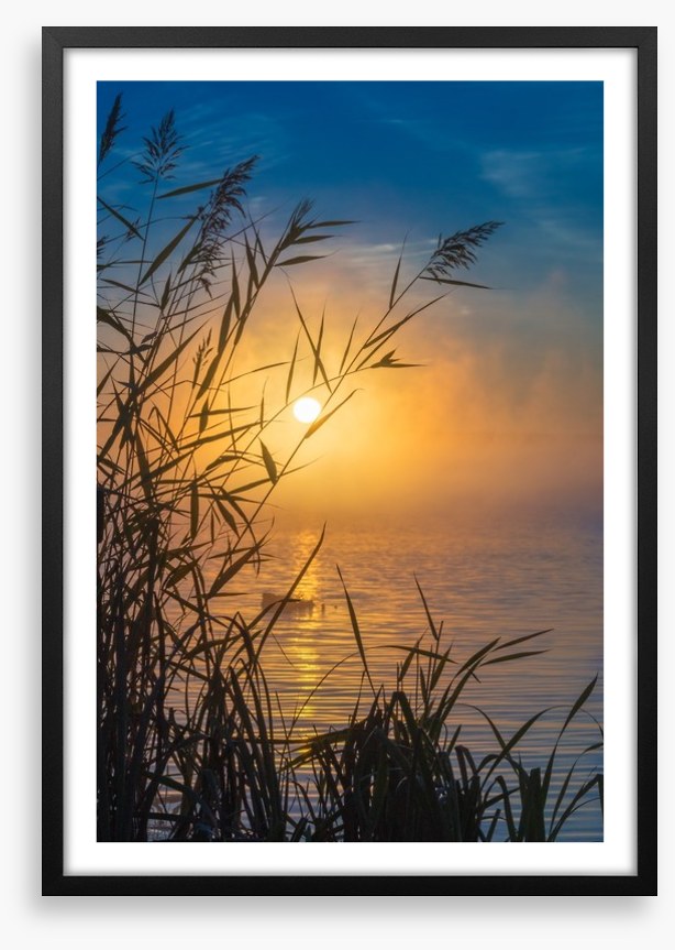 Sunrise through the reeds