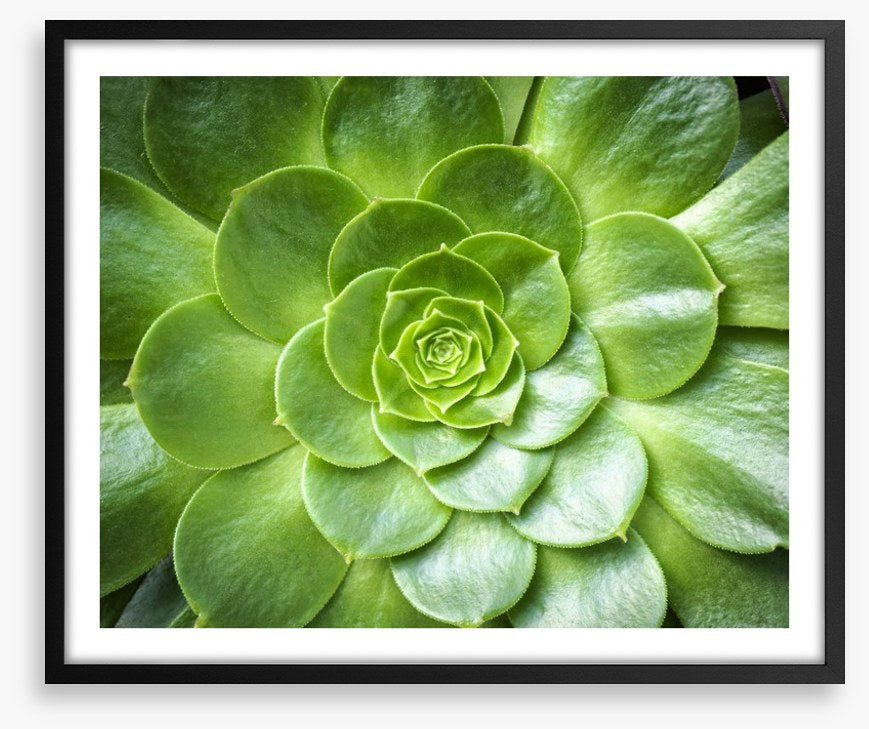 Tropical succulent