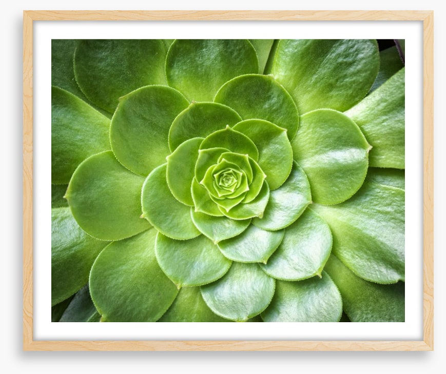 Tropical succulent