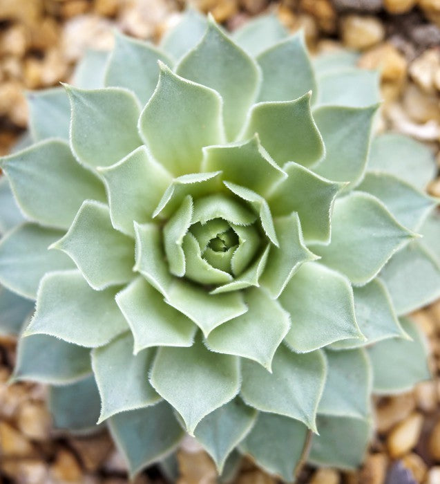 Radial succulent