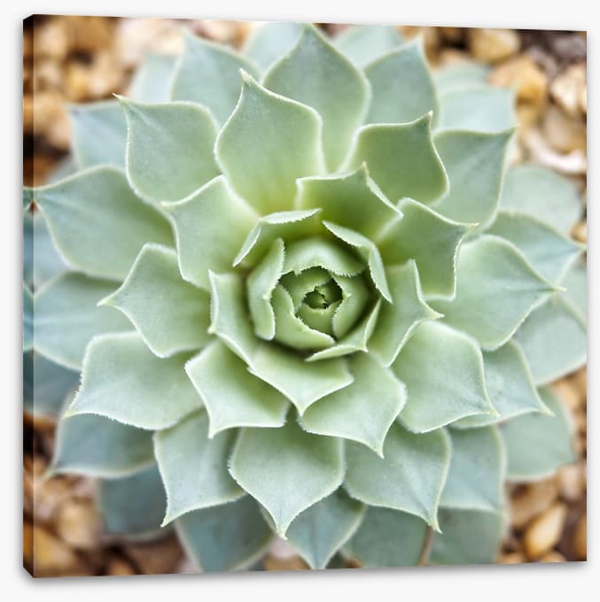 Radial succulent
