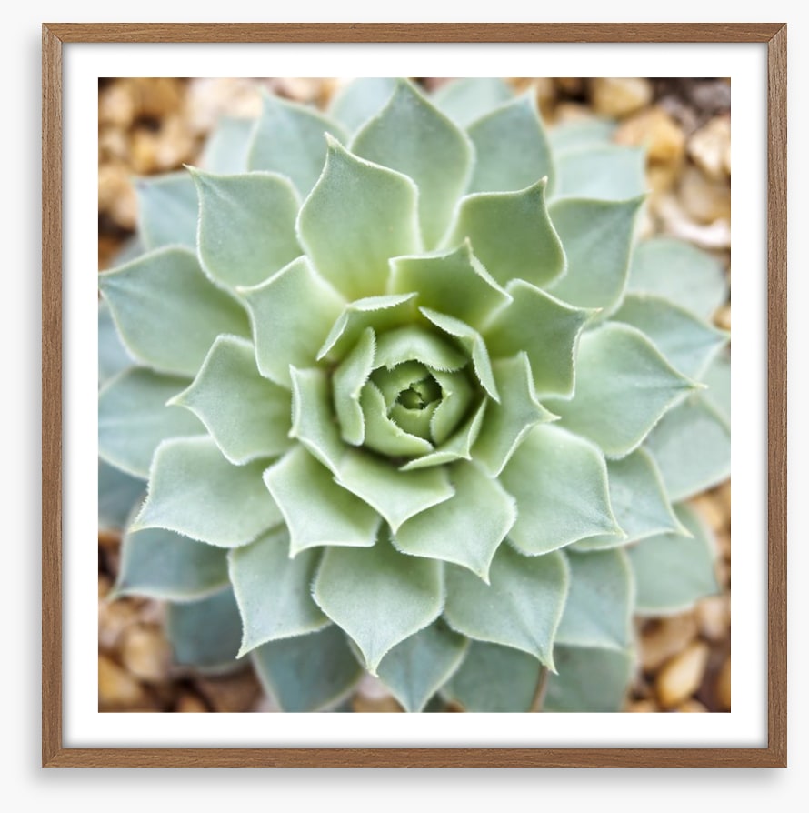 Radial succulent