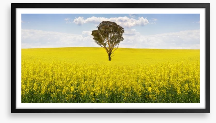 The canola tree