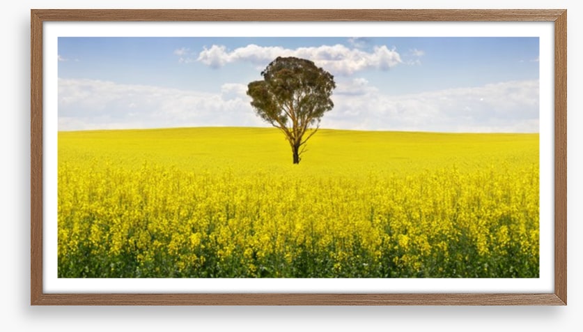 The canola tree