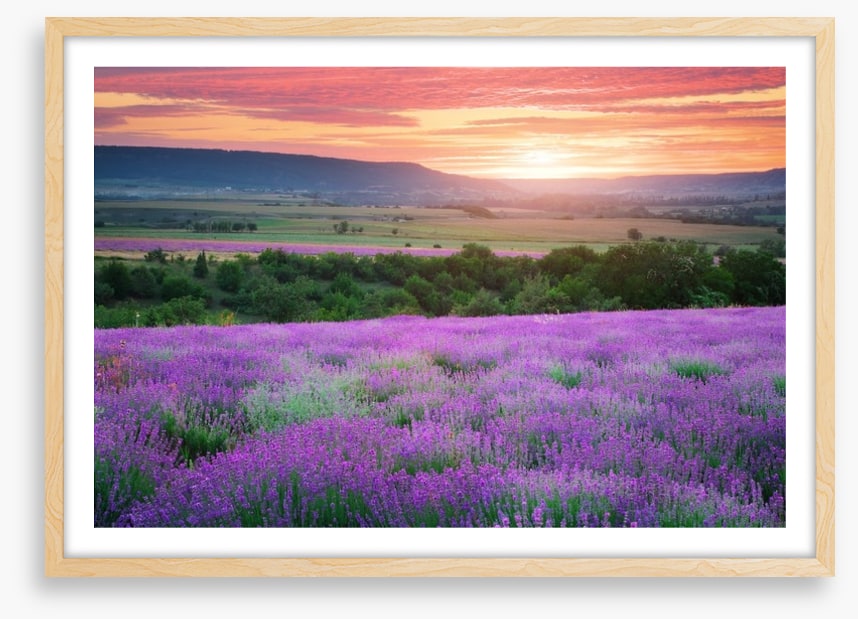 The lavender valley