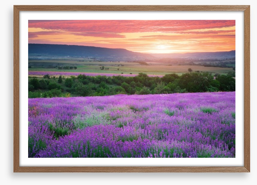 The lavender valley