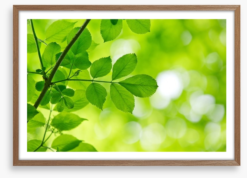 Spring leaves macro