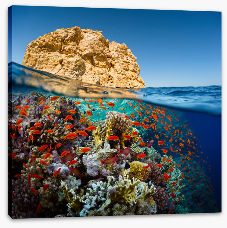 Below the Red Sea