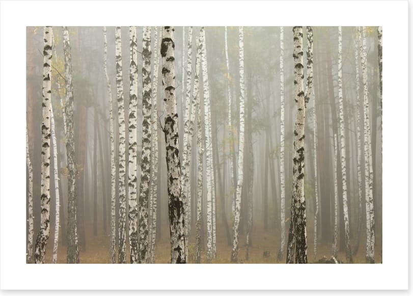 Foggy birch forest