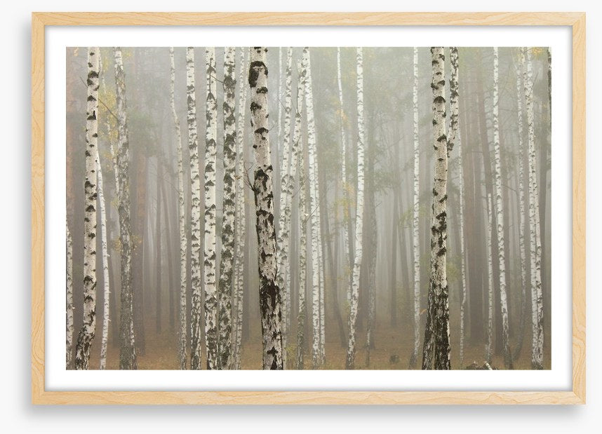 Foggy birch forest