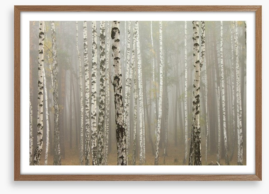 Foggy birch forest