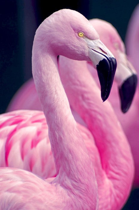 Pink flamingo pair