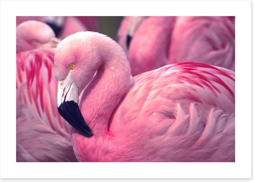 The pink flamingo